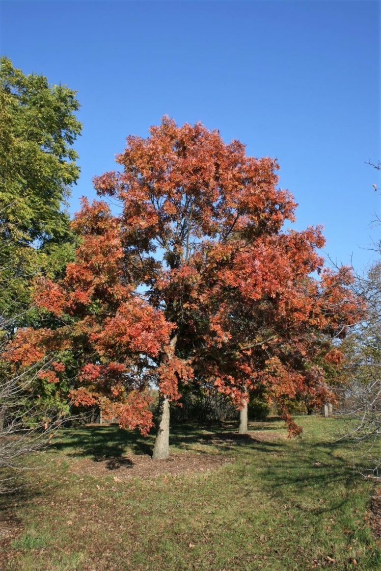 White Oak- 25 seedling bundle