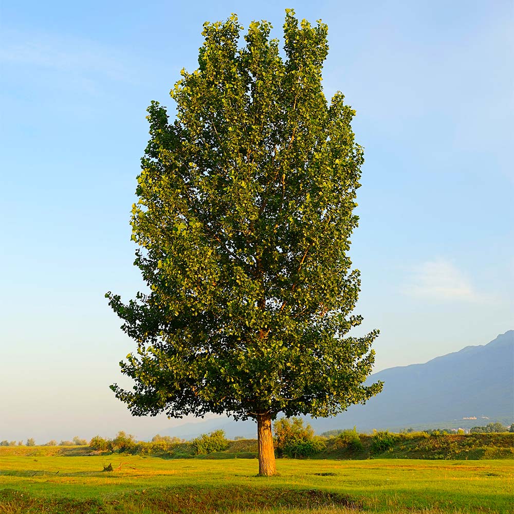 Hybrid Poplar- 25 seedling bundle