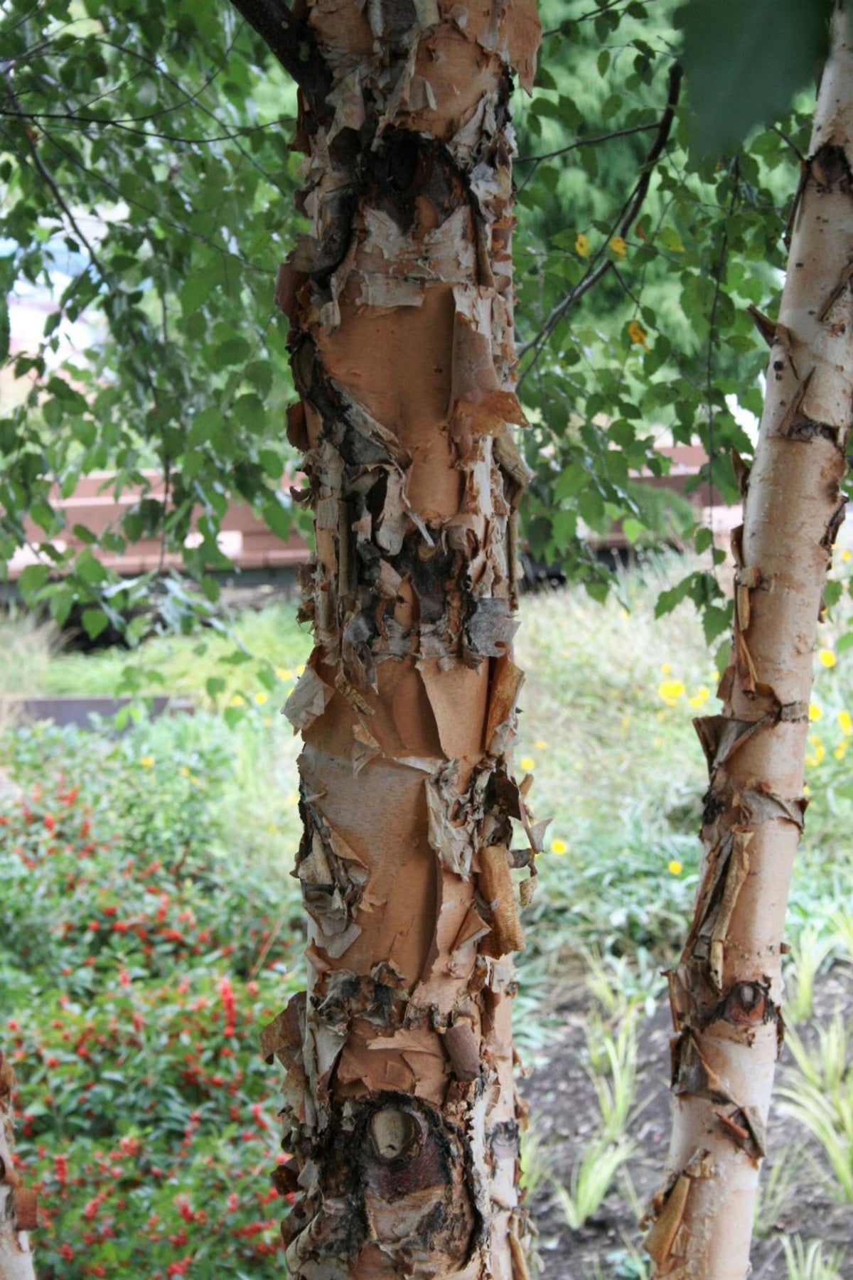 River Birch- 25 seedling bundle