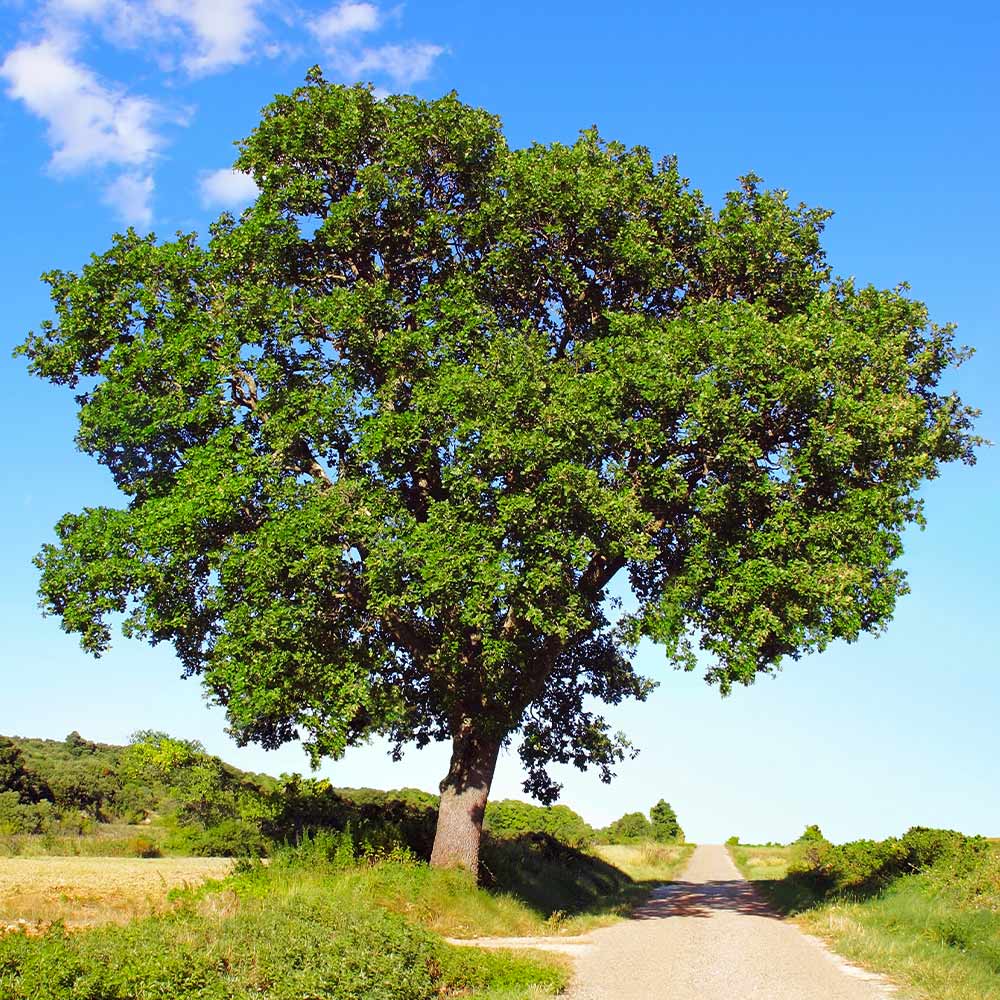 White Oak- 25 seedling bundle