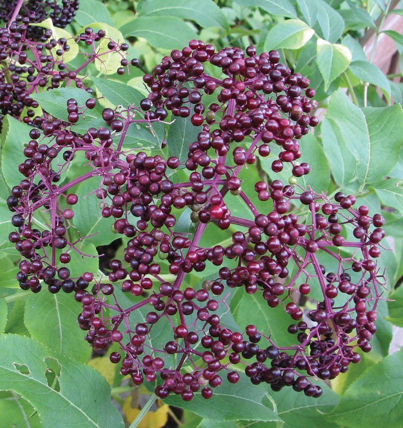 Common Elderberry- 25 seedling bundle