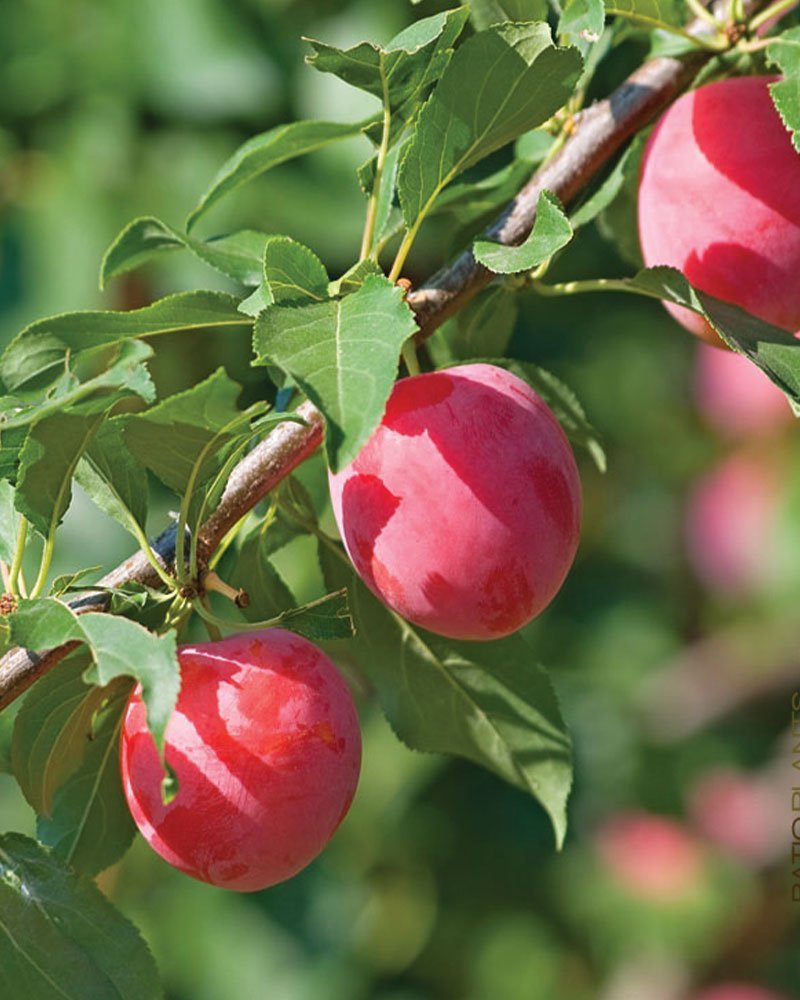 American Plum- 25 seedling bundle