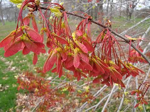 Red Maple- 25 seedling bundle