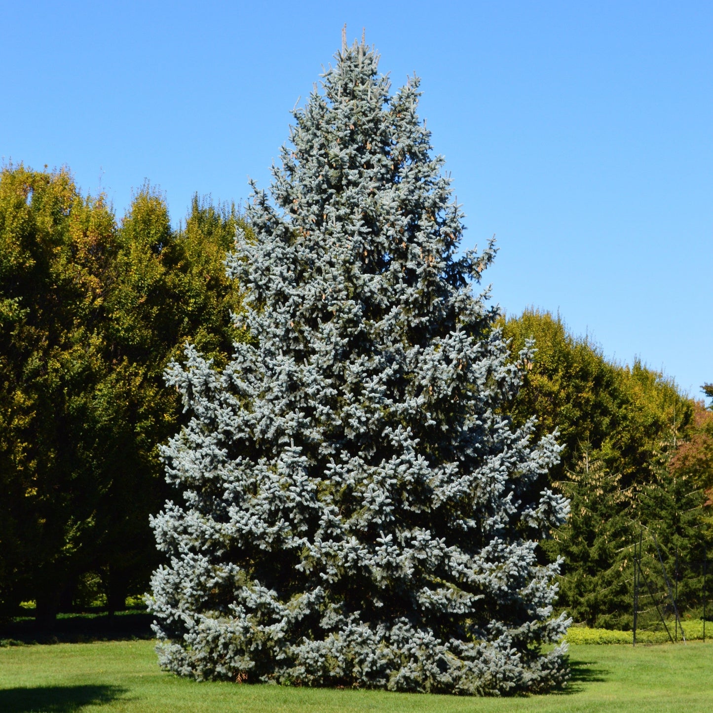 Colorado Blue Spruce- 25 seedling bundle