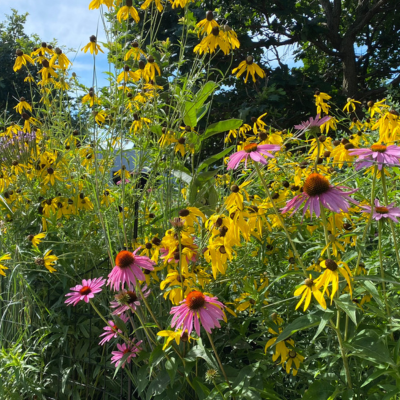 Native Wildflower Seed Mix (2.0 oz. bag) Covers 1000 Sq. Ft.