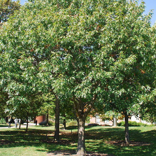 Northern Red Oak- 25 seedling bundle