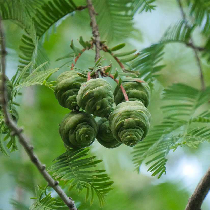 Dawn Redwood- 25 seedling bundle