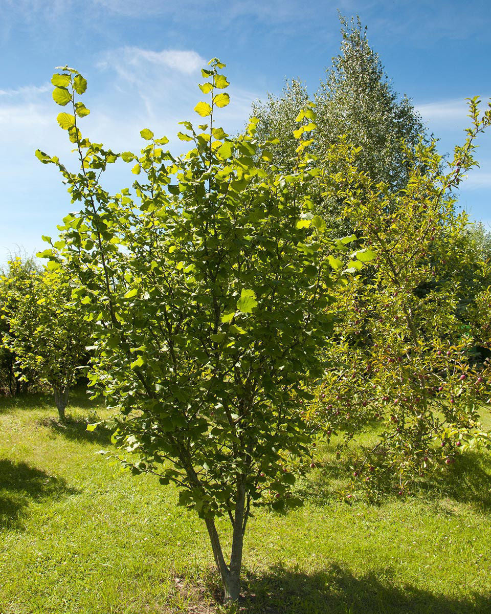 American Hazelnut- 25 seedling bundle