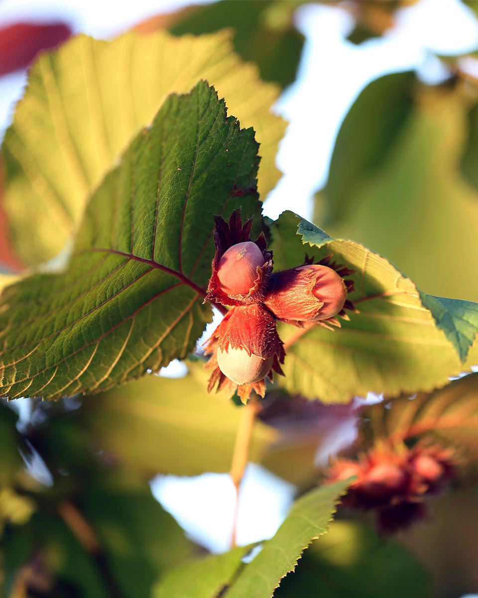 American Hazelnut- 25 seedling bundle