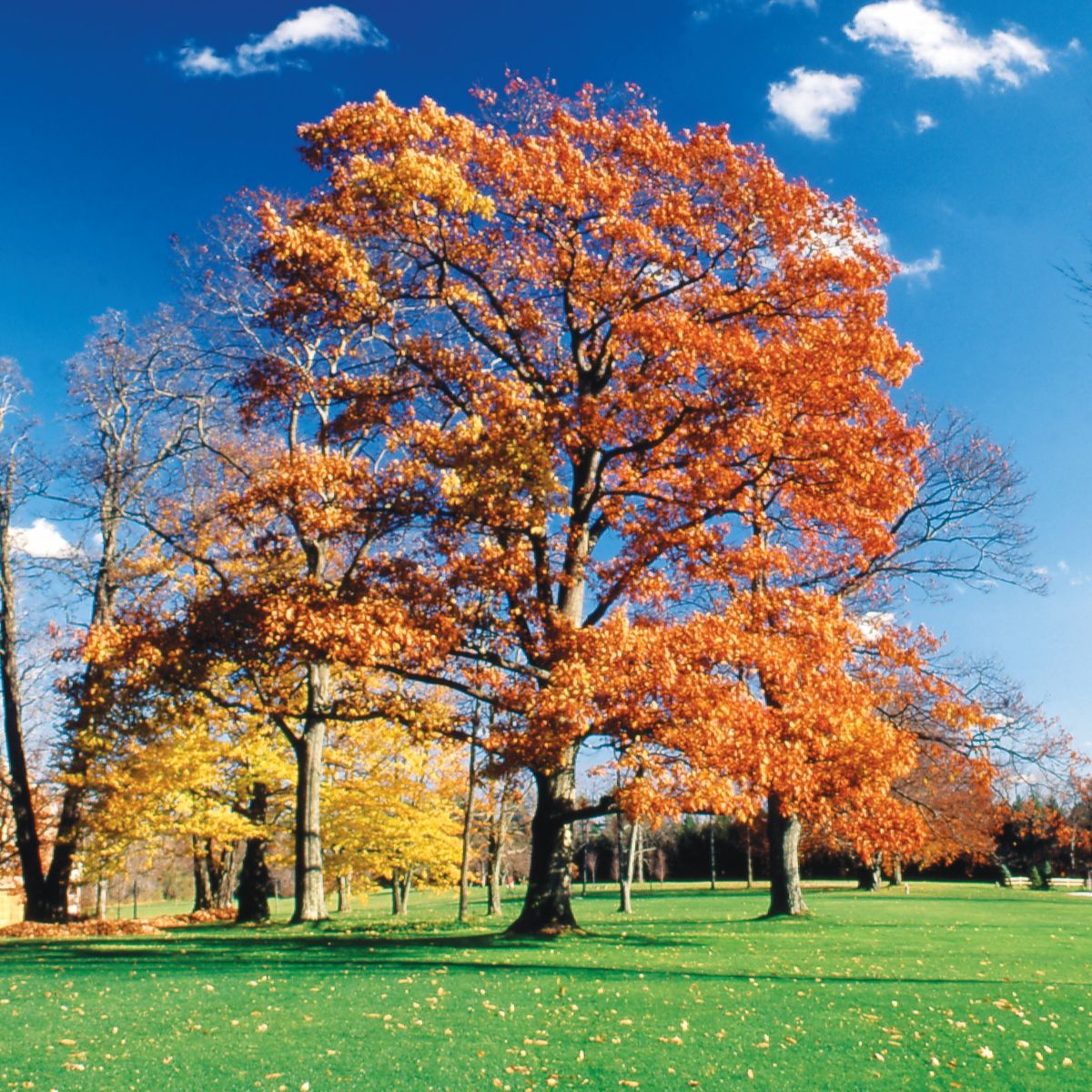 Northern Red Oak- 25 seedling bundle