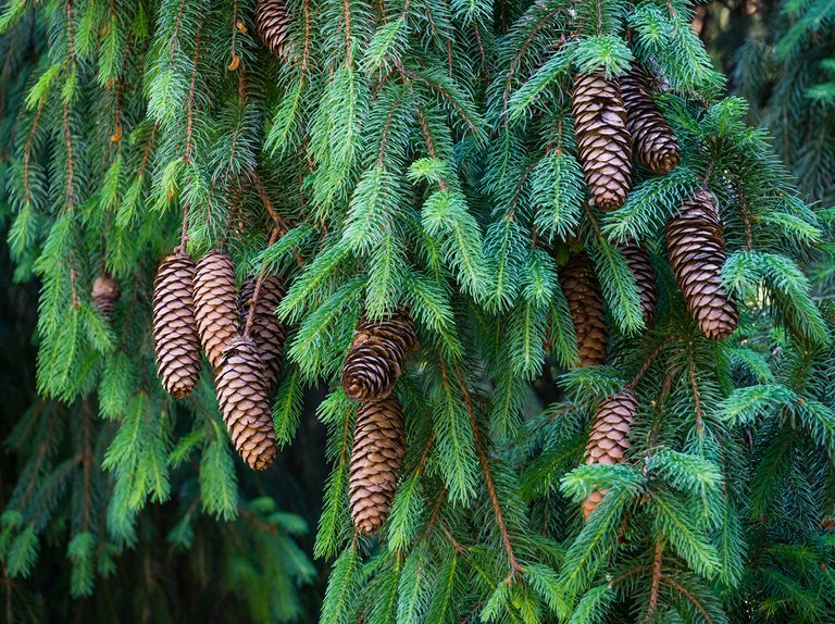 Norway Spruce- 25 seedling bundle