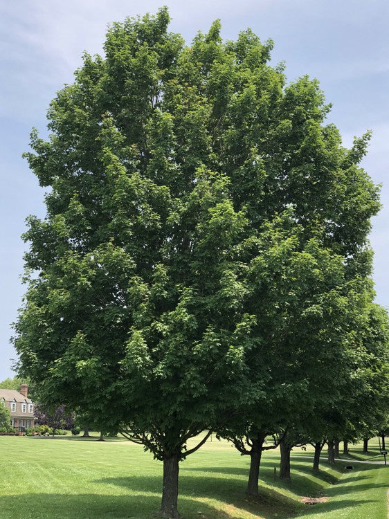 Sugar Maple- 25 seedling bundle