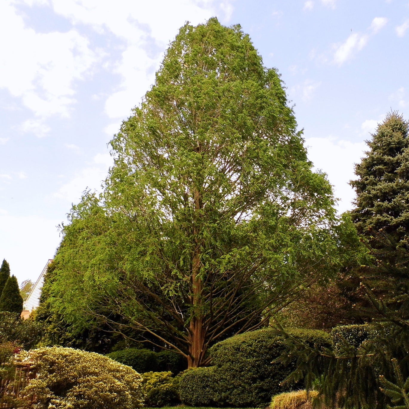 Dawn Redwood- 25 seedling bundle