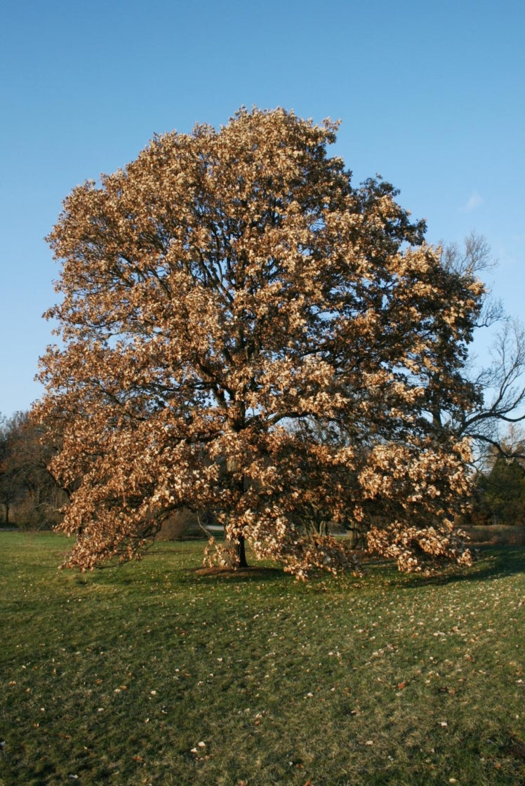 Swamp White Oak- 25 seedling bundle