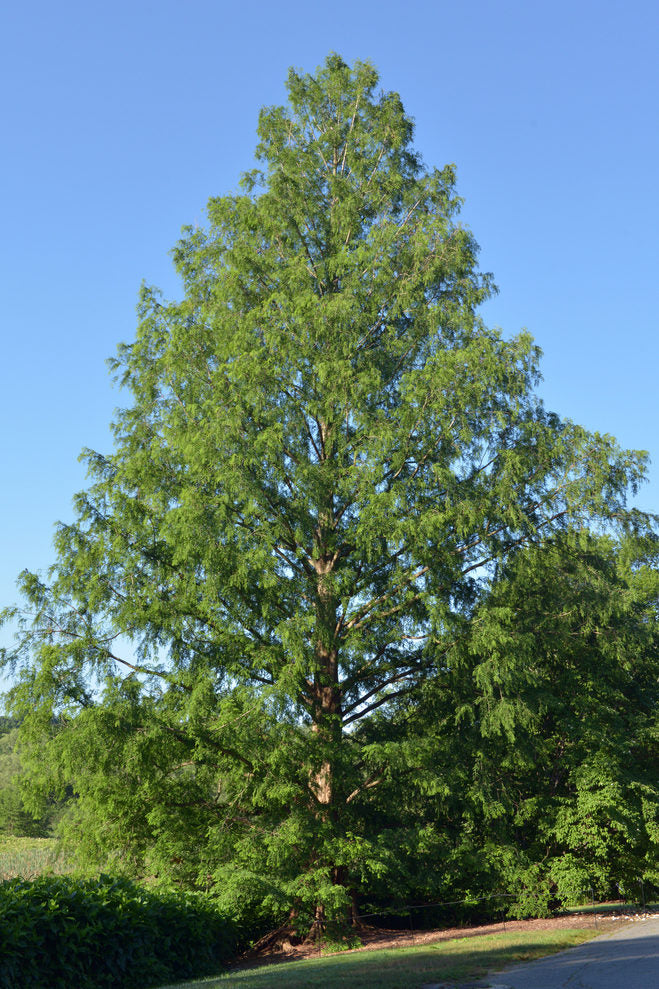 Dawn Redwood- 25 seedling bundle