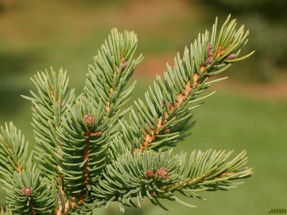 White Spruce- 25 seedling bundle