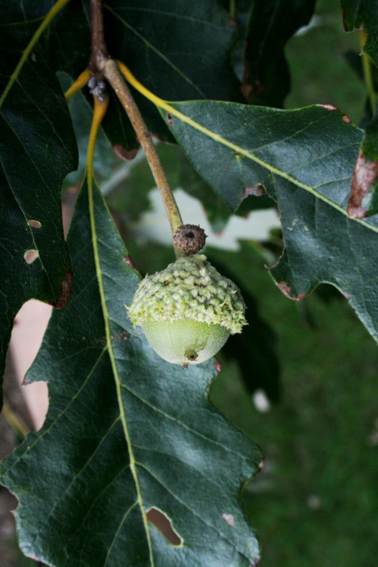 Swamp White Oak- 25 seedling bundle