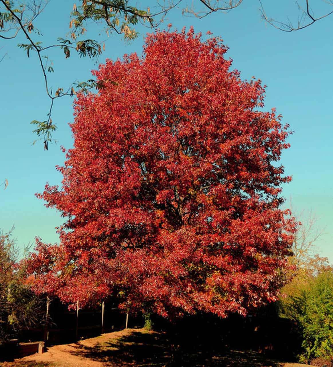 Northern Red Oak- 25 seedling bundle