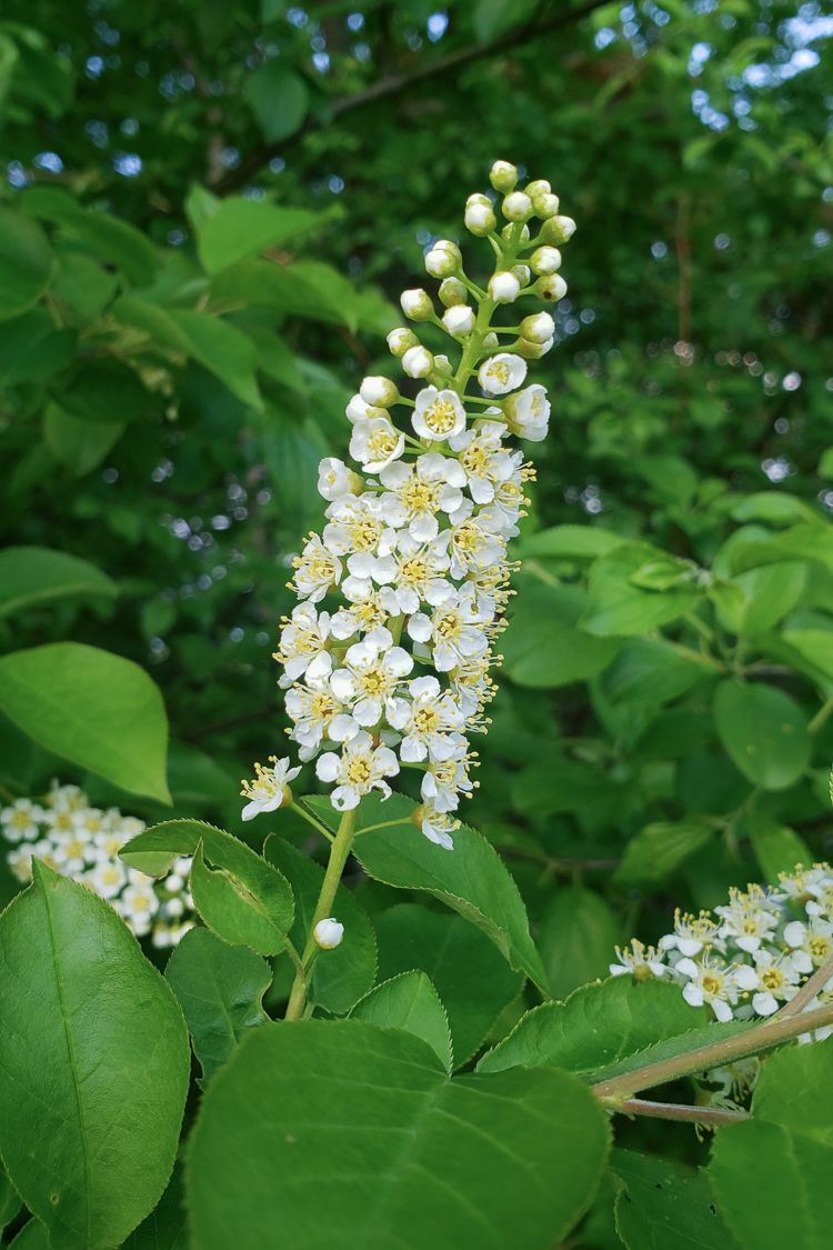 American Hazelnut- 25 seedling bundle