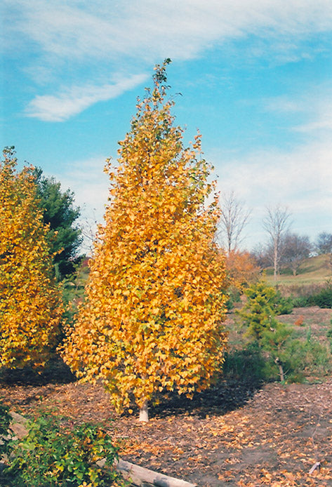 Whitespire Birch- 25 seedling bundle