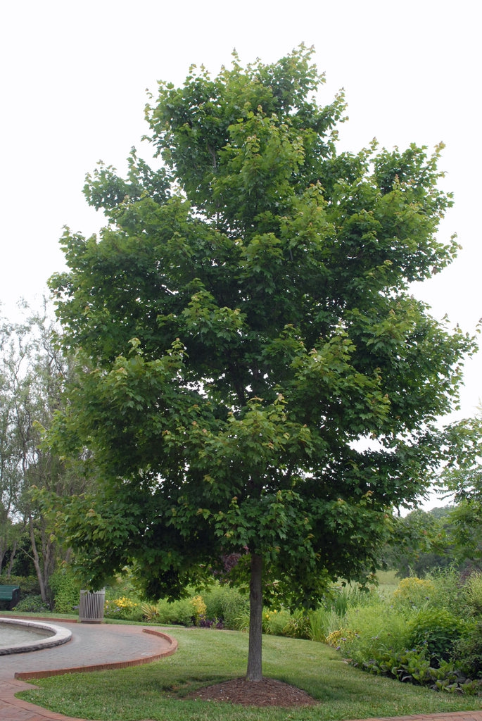 Red Maple-25 seedling bundle