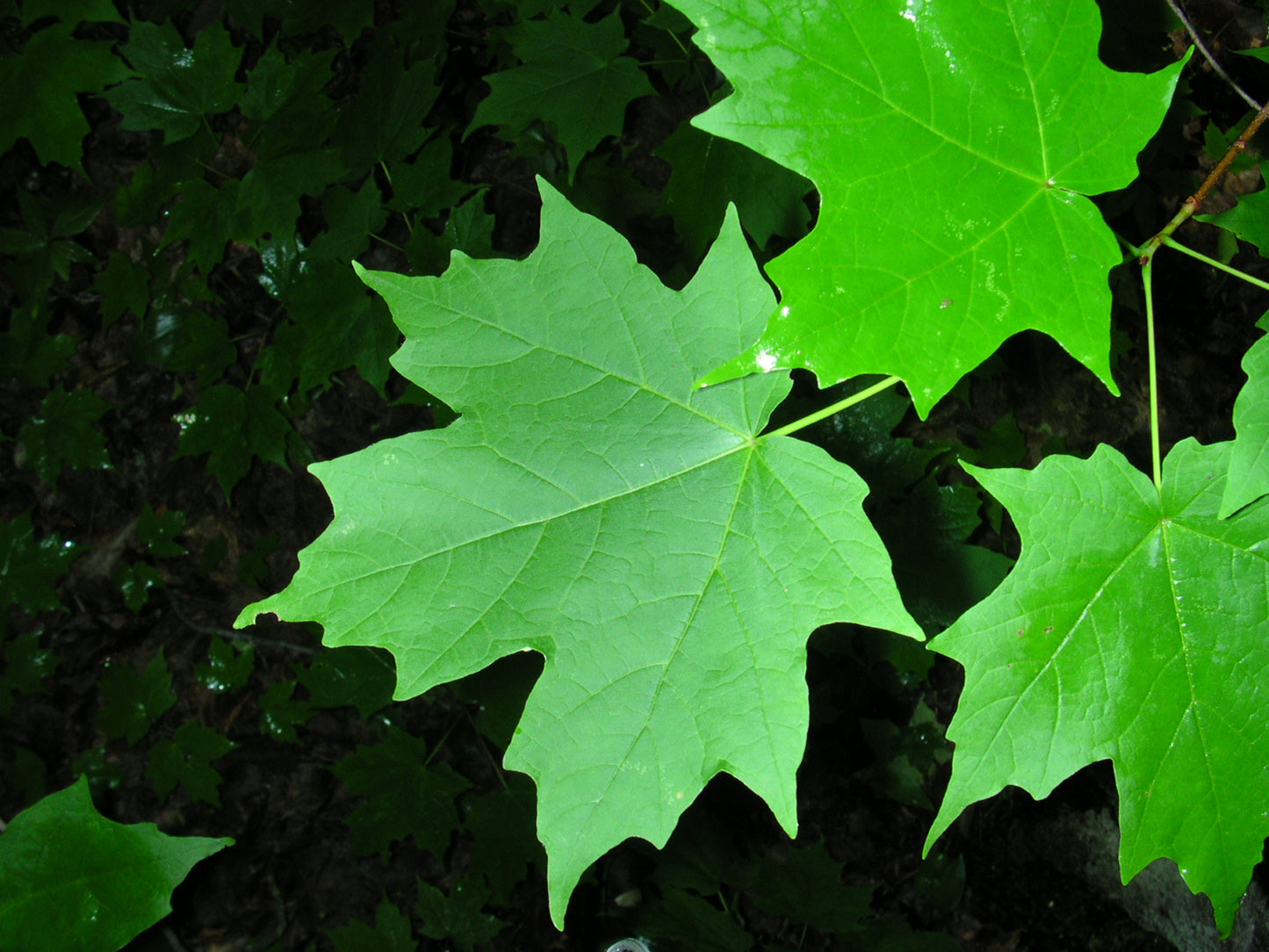 Sugar Maple- 25 seedling bundle