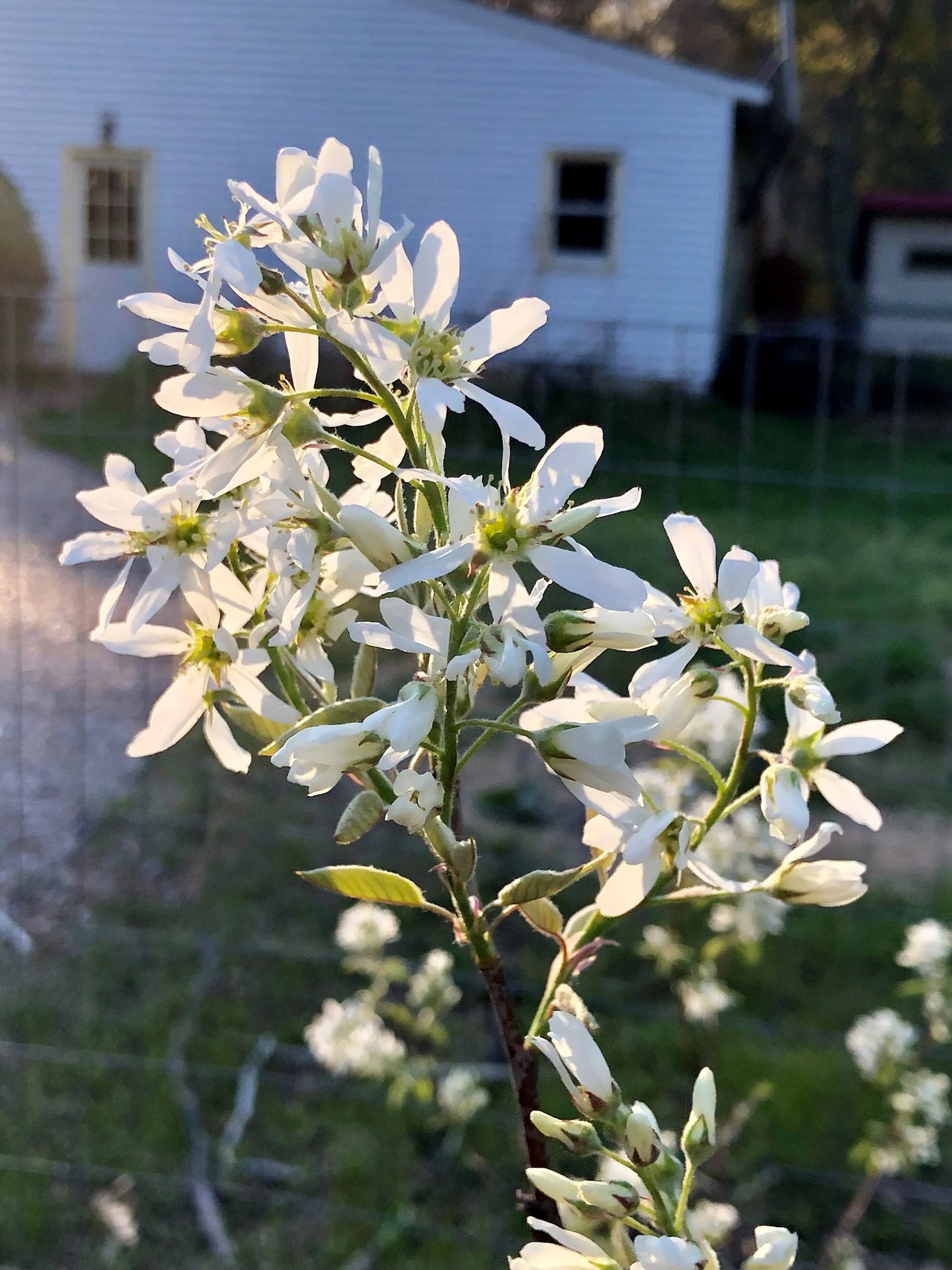 Allegheny Serviceberry- 25 seedling bundle