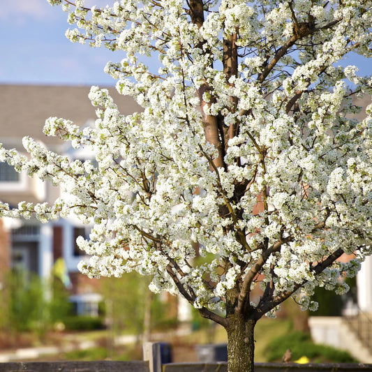 American Plum- 25 seedling bundle
