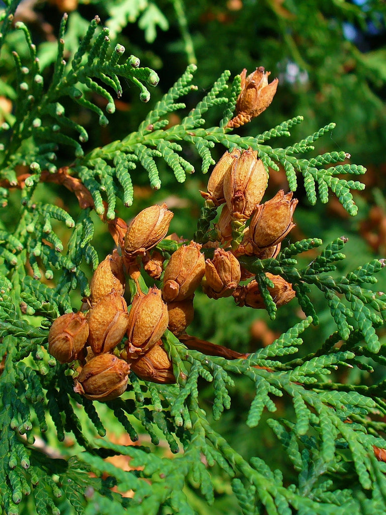 American Arborvitae- 25 seedling bundle