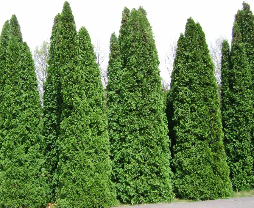 American Arborvitae- 25 seedling bundle