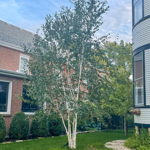 Whitespire Birch- 25 seedling bundle