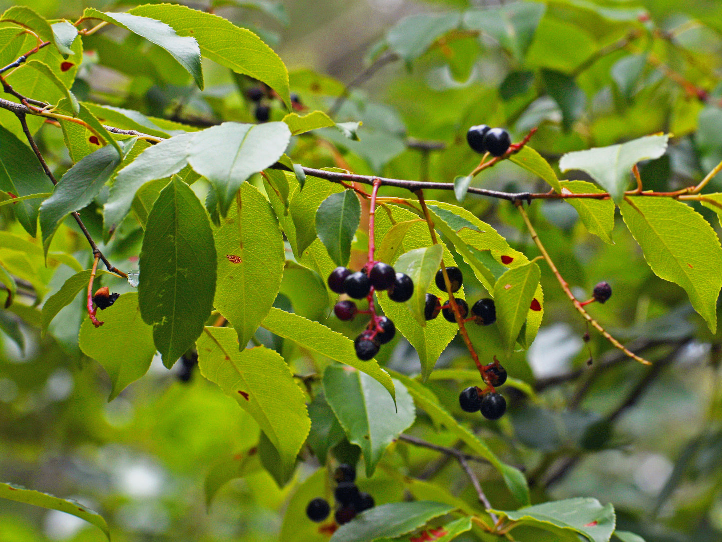 Black Cherry- 25 seedling bundle