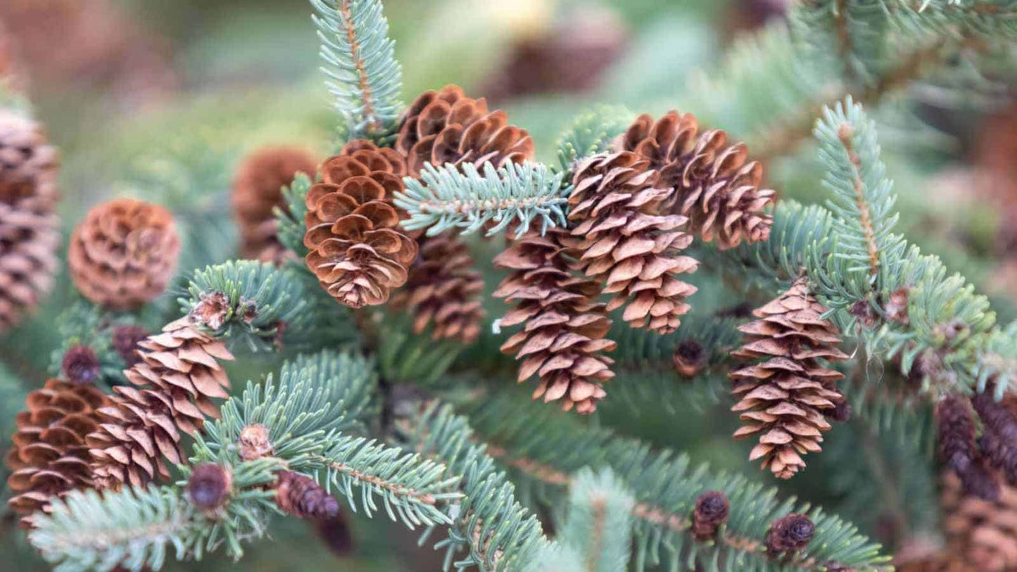 Colorado Blue Spruce- 25 seedling bundle