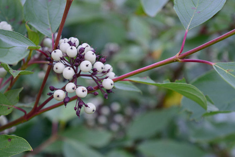 Red-Osier Dogwood- 25 seedling bundle