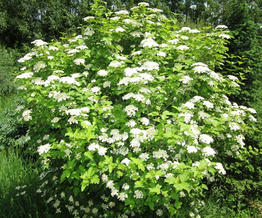 Highbush Cranberry- 25 seedling bundle