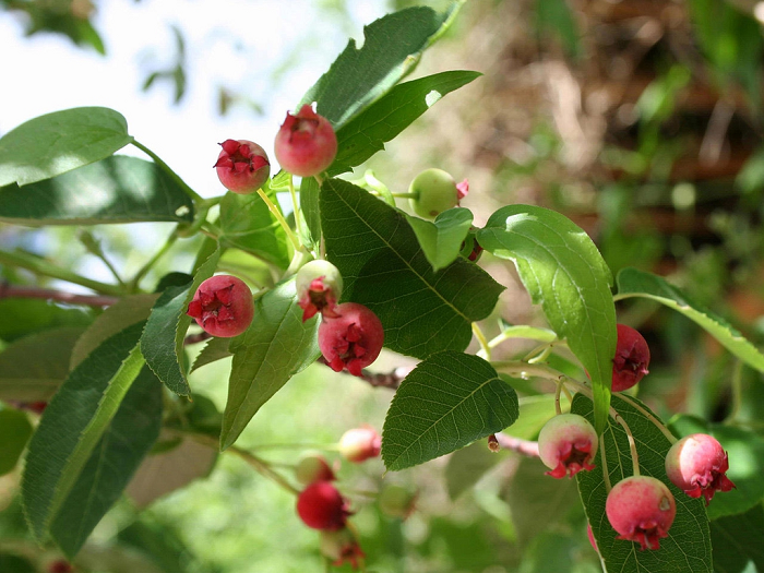 Allegheny Serviceberry- 25 seedling bundle