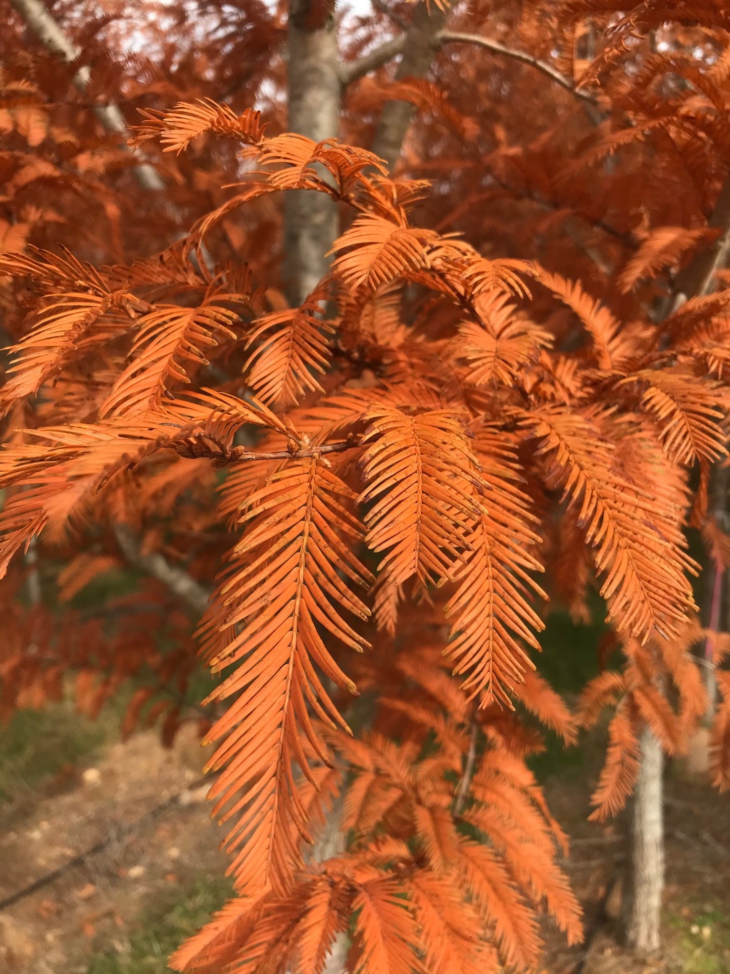 Dawn Redwood- 25 seedling bundle