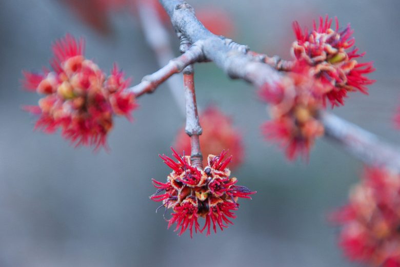 Red Maple-25 seedling bundle