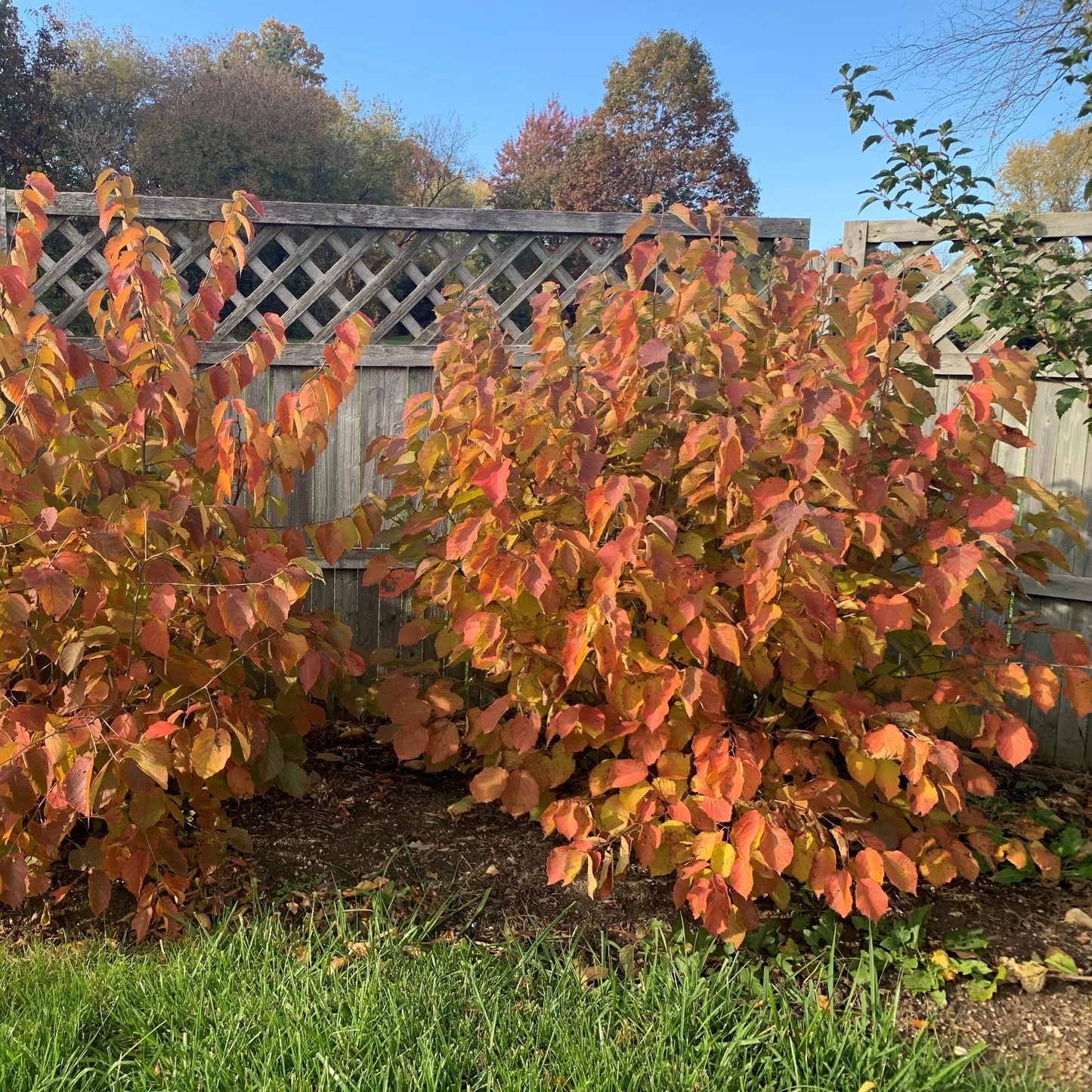 American Hazelnut- 25 seedling bundle