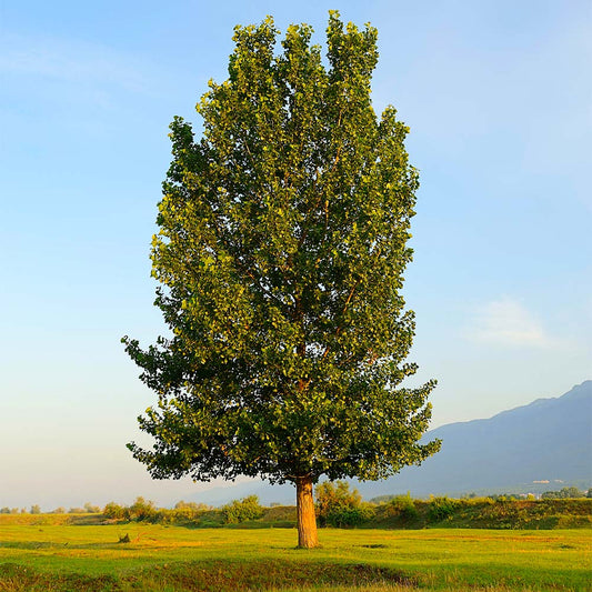 Hybrid Poplar- 25 seedling bundle
