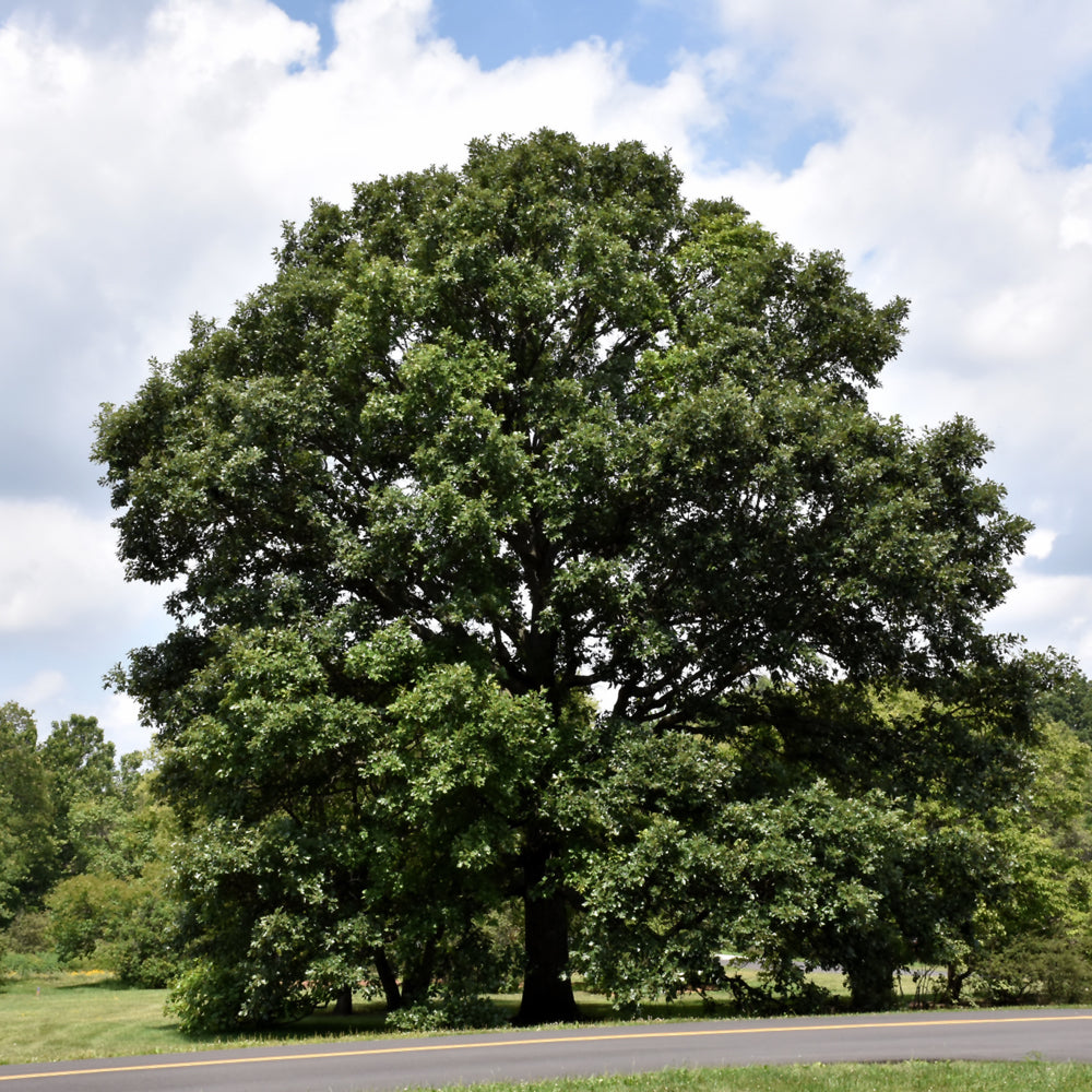 Swamp White Oak- 25 seedling bundle