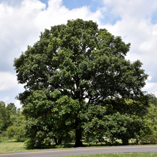 Swamp White Oak- 25 seedling bundle