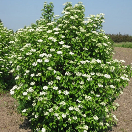 Nannyberry- 25 seedling bundle