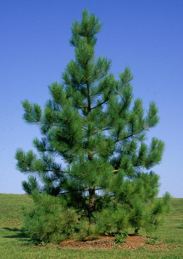 Red Pine- 25 seedling bundle