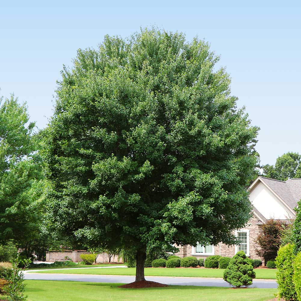 Red Maple- 25 seedling bundle