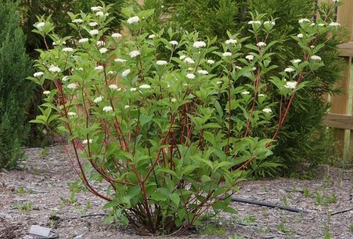 Red-Osier Dogwood- 25 seedling bundle