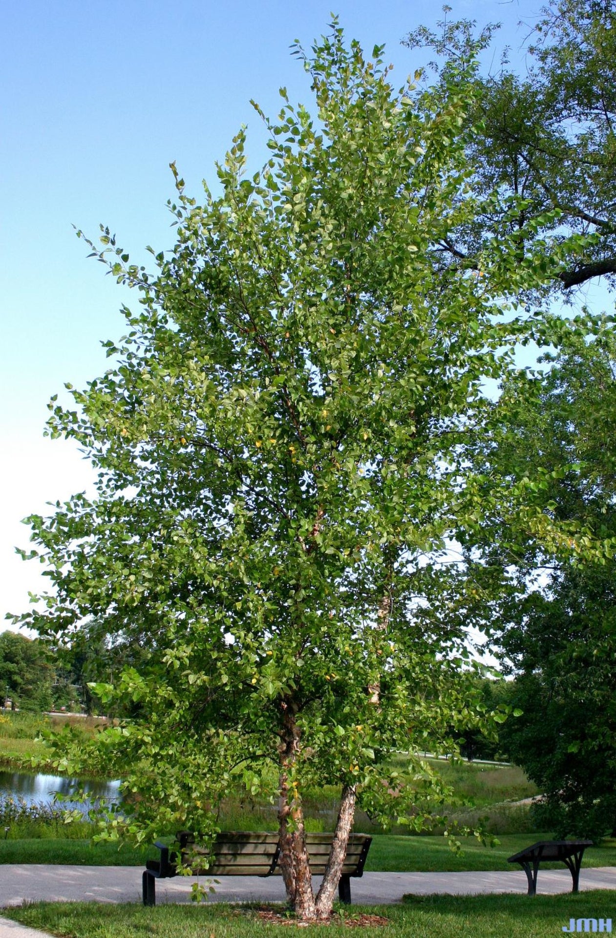 River Birch- 25 seedling bundle
