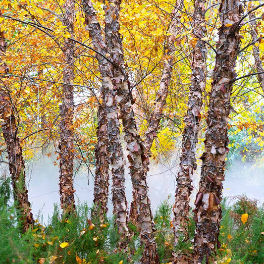 River Birch- 25 seedling bundle