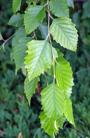 River Birch- 25 seedling bundle