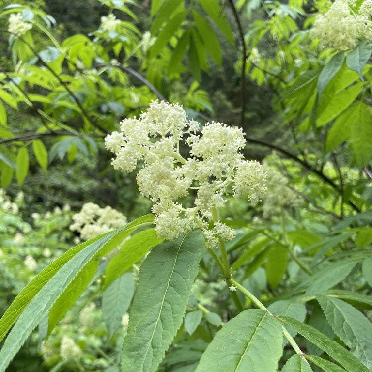 Common Elderberry- 25 seedling bundle